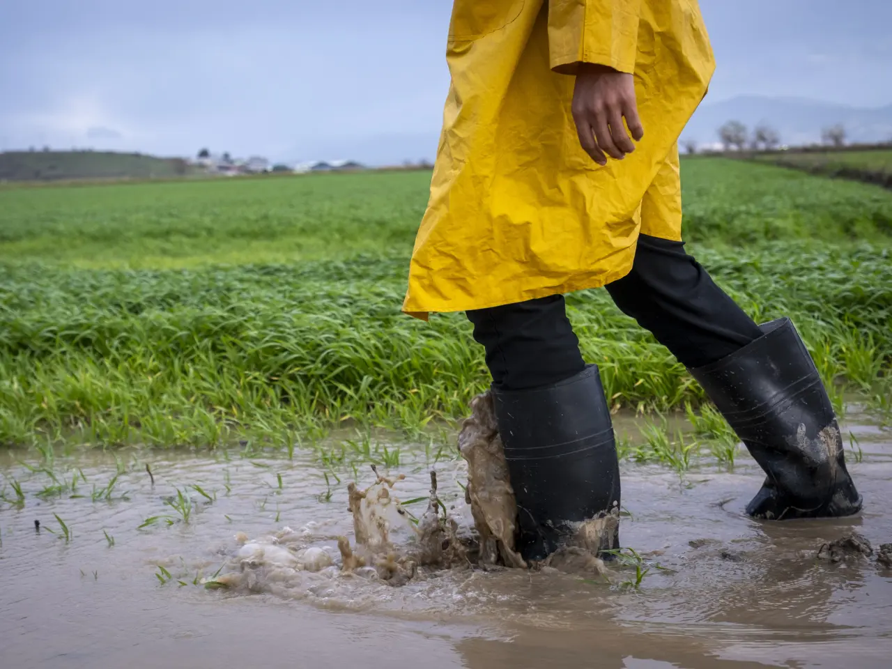 Farmer in a yellow rain jacket and rubber boots walking through a flooded field