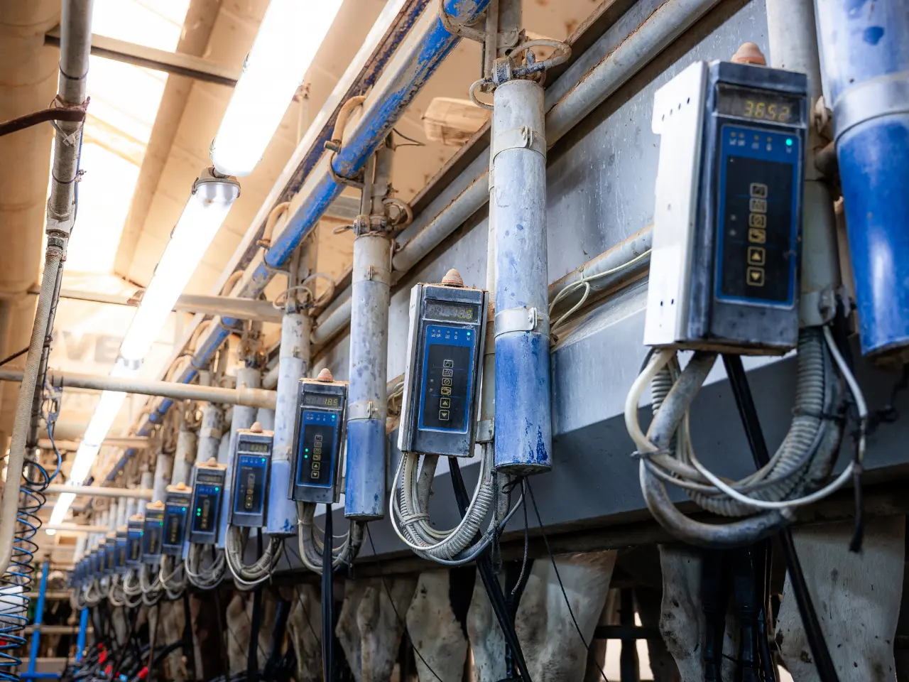 Electronic milk meters and their wiring lined up above the cows in a dairy milking parlour